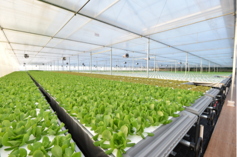 起底京東植物工廠 水培蔬菜安全到“不洗就能吃”，科技如何重塑茶葉種植